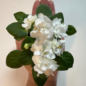 May include: A small potted African violet plant with clusters of white flowers and dark green leaves. The plant is held in a hand, showcasing the delicate blooms and foliage. The flowers have yellow centers.