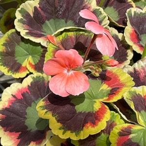 Velma Cox Zonal Geranium, also known as Mrs. Henry Cox)  (Pelargonium ‘Velma Cox’ or ‘Mrs. Henry Cox’)