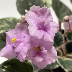 Semi mini African violet Cajun’s Lil Joy