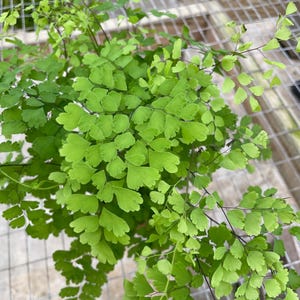 Puede incluir: Primer plano de una planta de helecho verde con hojas delicadas en forma de coraz&oacute;n. La planta est&aacute; creciendo en una maceta y est&aacute; rodeada de una malla de alambre.