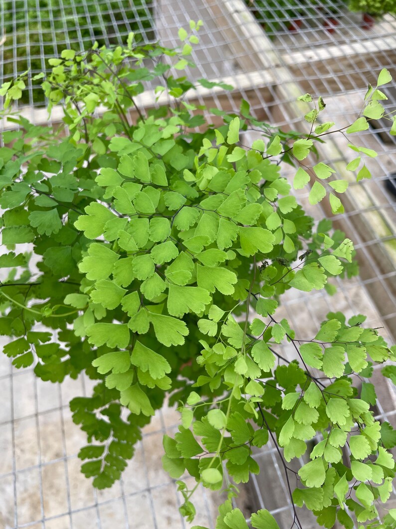 Puede incluir: Primer plano de una planta de helecho verde con hojas delicadas en forma de coraz&oacute;n. La planta est&aacute; creciendo en una maceta y est&aacute; rodeada de una malla de alambre.