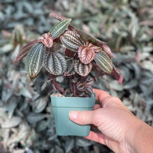 Pan-American Friendship Plant, also called Love Plant Pilea Norfolk image 5