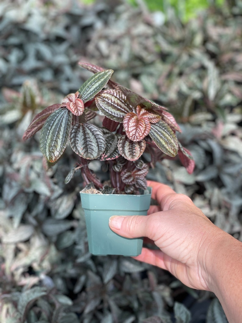 Pan-American Friendship Plant, also called Love Plant Pilea Norfolk image 5