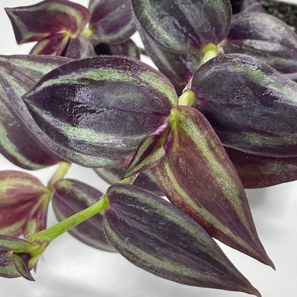 Purple Wandering Jew 3” pot