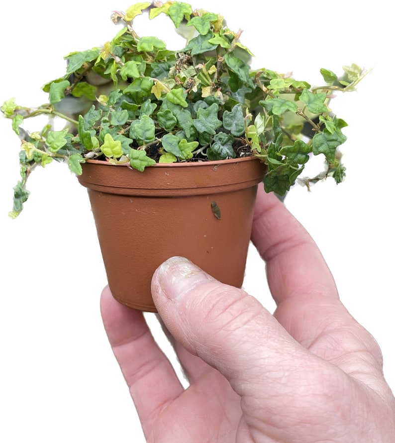GardenGalsPlants Oakleaf Creeping Fig - Thumbnail 4