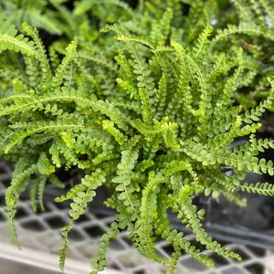 Lemon Button Fern