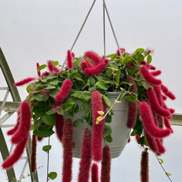 Strawberry Firetails, also known as trailing chenille plant