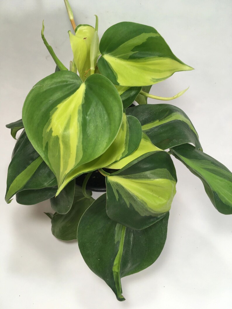 Philodendron Brasil image 1