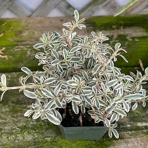 May include: A small potted plant with green and white variegated leaves. The plant is in a black plastic pot with a square shape.