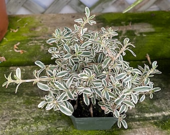 Variegated Mirror Plant (Coprosma variegata)