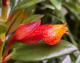 Shady Lady Mae Goldfish Plant (3” pot, ships potted, in bud and bloom 2/19/2026)
