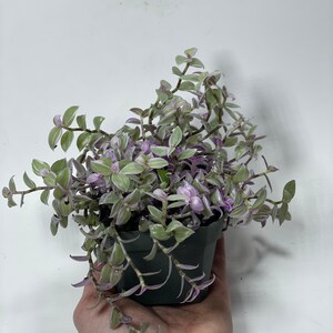 May include: A small potted plant with trailing purple and green leaves. The plant is in a black plastic pot.