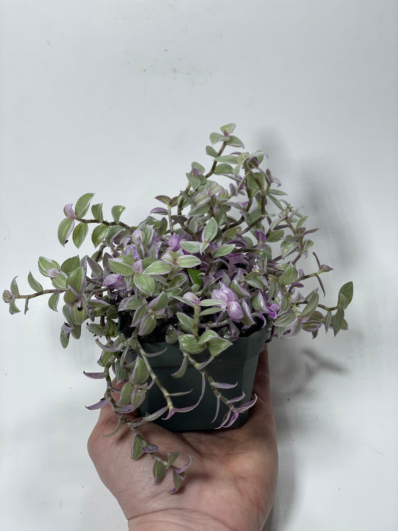 May include: A small potted plant with trailing purple and green leaves. The plant is in a black plastic pot.
