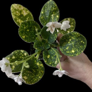 African violet Cosmic Fairy - NEW, RARE - potted plant, ships potted
