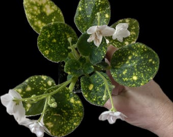 Violeta africana Hada cósmica - NUEVA, RARA - planta en maceta, barcos en maceta