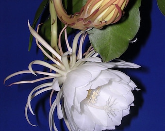 Night Blooming Cereus, also called Queen of the Night (Epiphyllum oxypetalum)