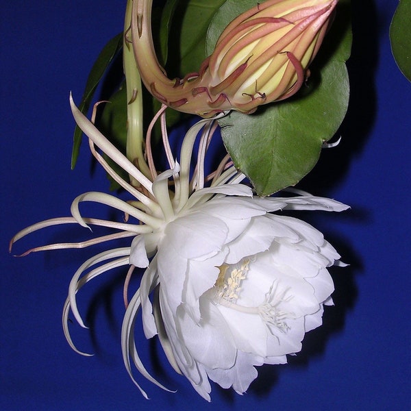 Night Blooming Cereus, also called Queen of the Night (Epiphyllum oxypetalum)