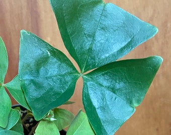 Lucky Shamrock (Oxalis triangularis)