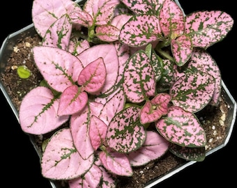 Pink Polka Dot Plant - 3” pot, ships potted