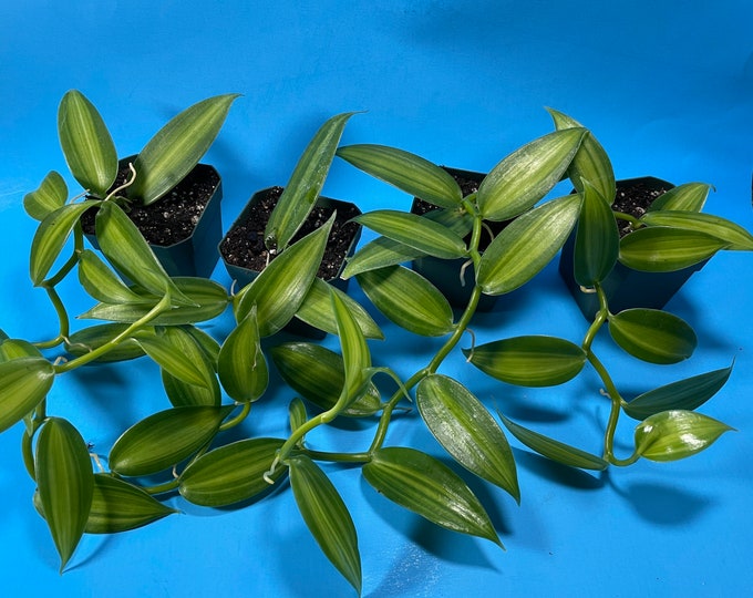 Variegated Vanilla Bean Orchid Etsy