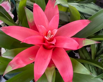 Guzmania lingulata (Droophead Tufted Air Plant) in full bloom 2/20/2024