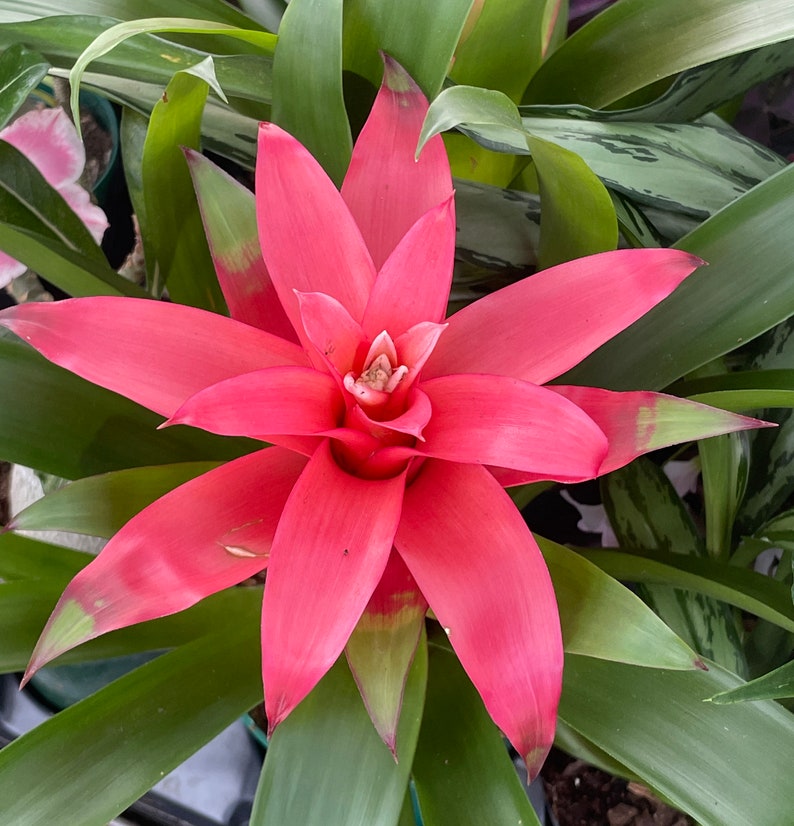 Guzmania lingulata Droophead Tufted Air Plant en pleine floraison 20/02/2024 image 1