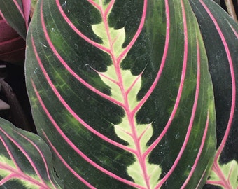 May include: A close-up of a green leaf with pink and white stripes. The leaf has a prominent central vein and a textured surface.