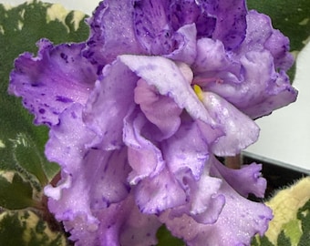 African violet Buckeye Ticker Tape - in bud and bloom 05/18/2026, potted plant, ships potted