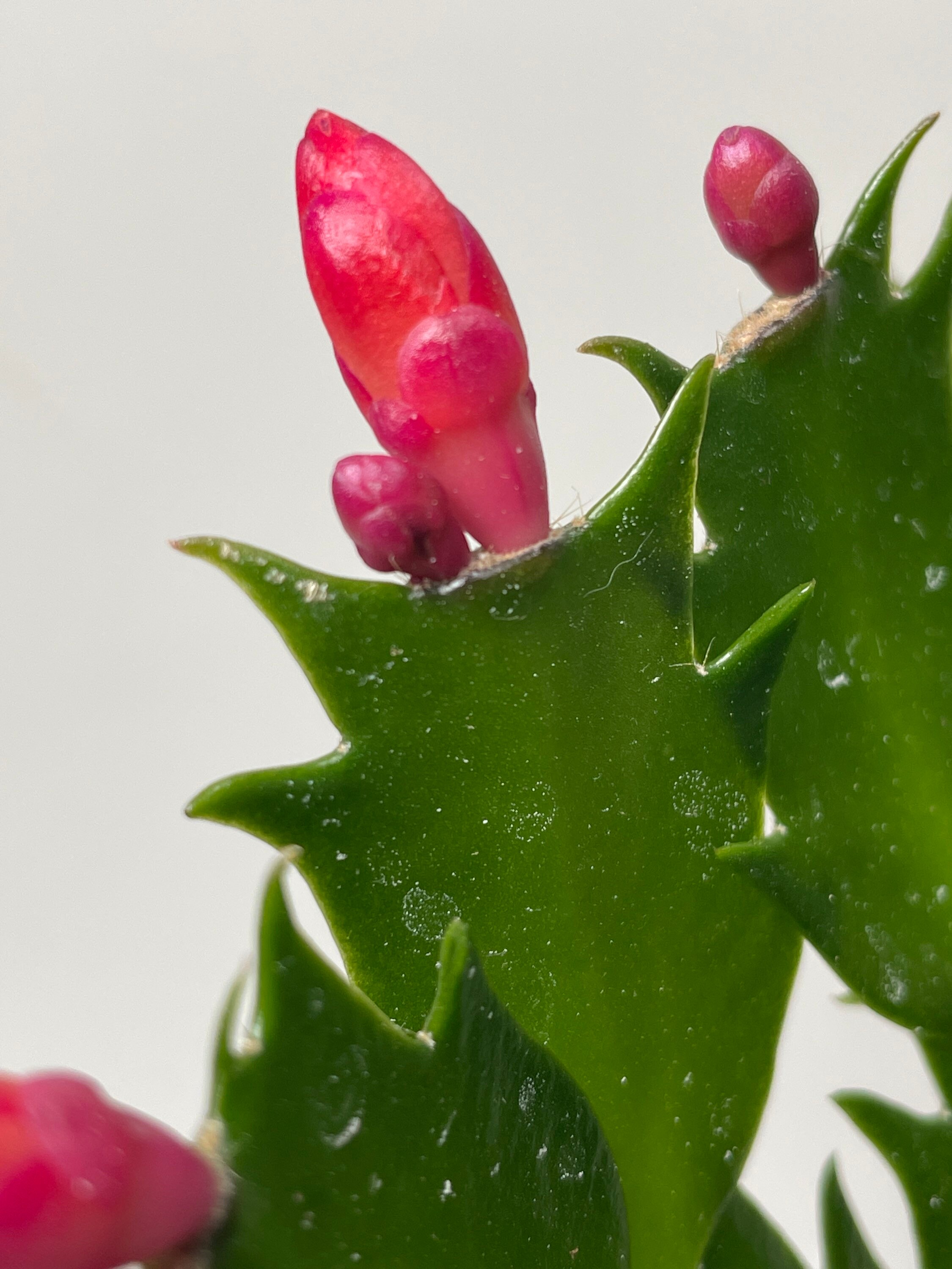 red-thanksgiving-christmas-holiday-cactus-caribbean-dancer