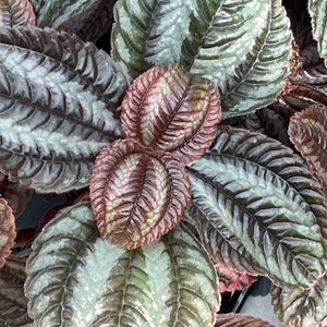 Pan-American Friendship Plant, also called Love Plant (Pilea ‘Norfolk’)