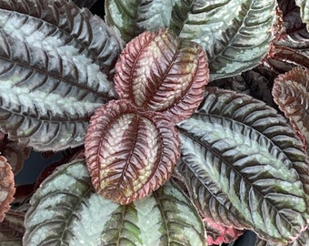 Pan-American Friendship Plant, also called Love Plant (Pilea ‘Norfolk’)