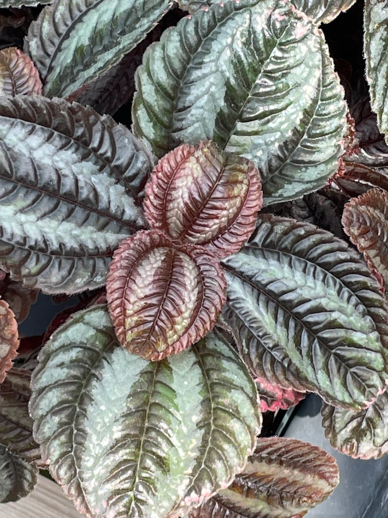 Pan-American Friendship Plant, also called Love Plant Pilea Norfolk image 1