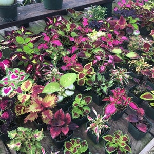 Colorful Coleus Collection -  5 potted plants