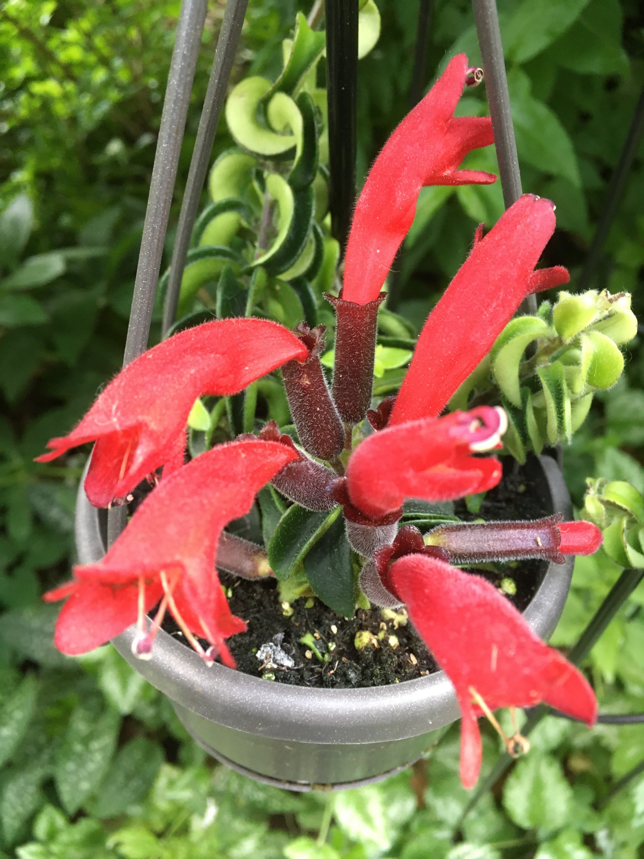 18+ Lipstick Plant Twisted