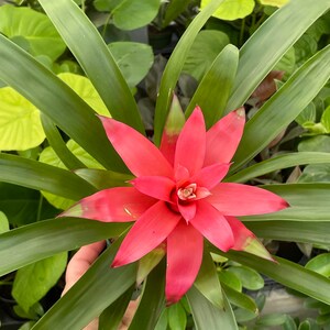 Guzmania lingulata Droophead Tufted Air Plant en pleine floraison 20/02/2024 image 8