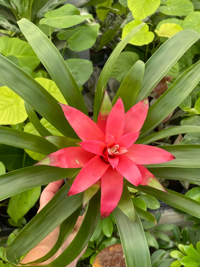 Guzmania lingulata Droophead Tufted Air Plant en pleine floraison 20/02/2024 image 8