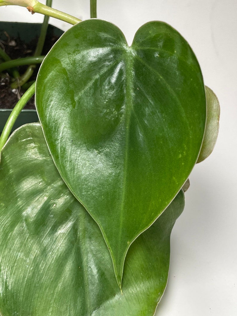 Heartleaf Philodendron Philodendron scandens image 3