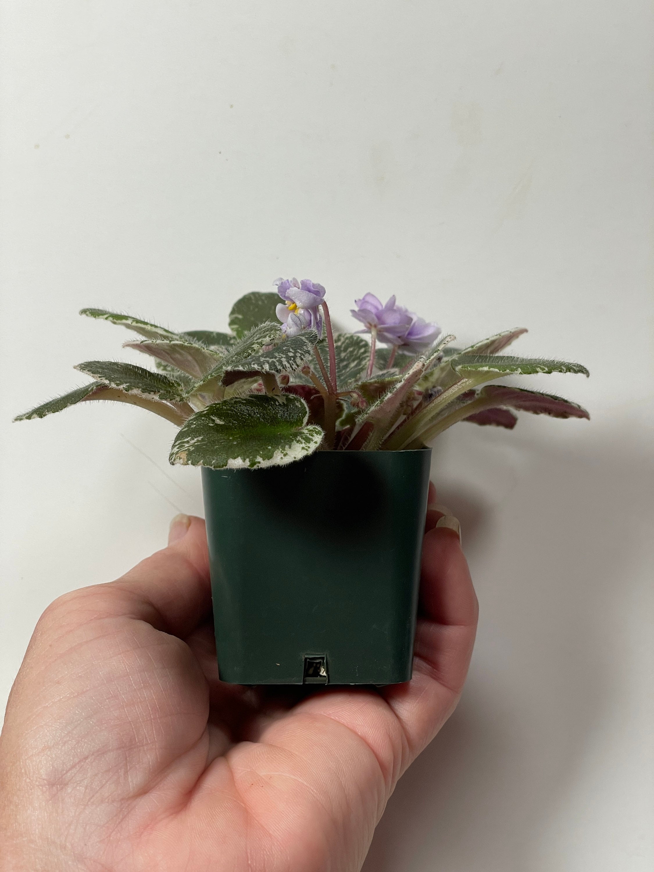 Mini African Violet Toy Castle Etsy