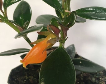 Goldfish Plant: Trailing Houseplant in 3" Pot, ships potted