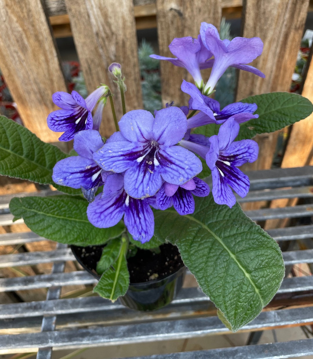 Streptocarpus blueberry Etsy