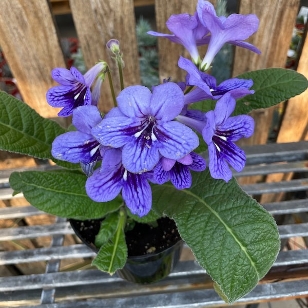 Streptocarpus ‘Blueberry’