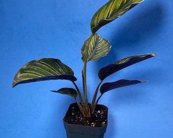 Calathea Beauty Star (Calathea ornata Beauty Star)- RARE