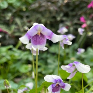 Australian Violet, also known as Tasmanian Violet (Viola banksii)
