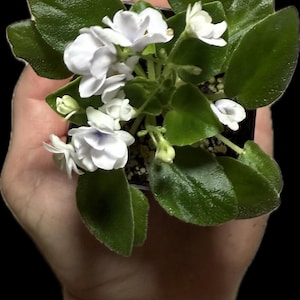 May include: A small potted African violet plant featuring clusters of delicate white flowers with subtle pale purple centers. The plant has thick, dark green, glossy, heart-shaped leaves arranged in a rosette pattern, contained in a small black pot.