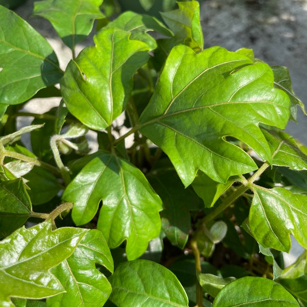 Oak Leaf Ivy (Cissus alata)