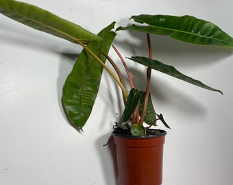 Philodendron billietiae 4” pot RARE