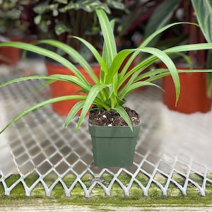 May include: A green potted spider plant with long, thin, green leaves. The plant is sitting on a metal grate.