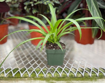 Green Spider Plant