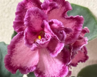 Violeta africana Sassy Sadie - en capullo y flor 4/5/26, planta en maceta, se envía en maceta.