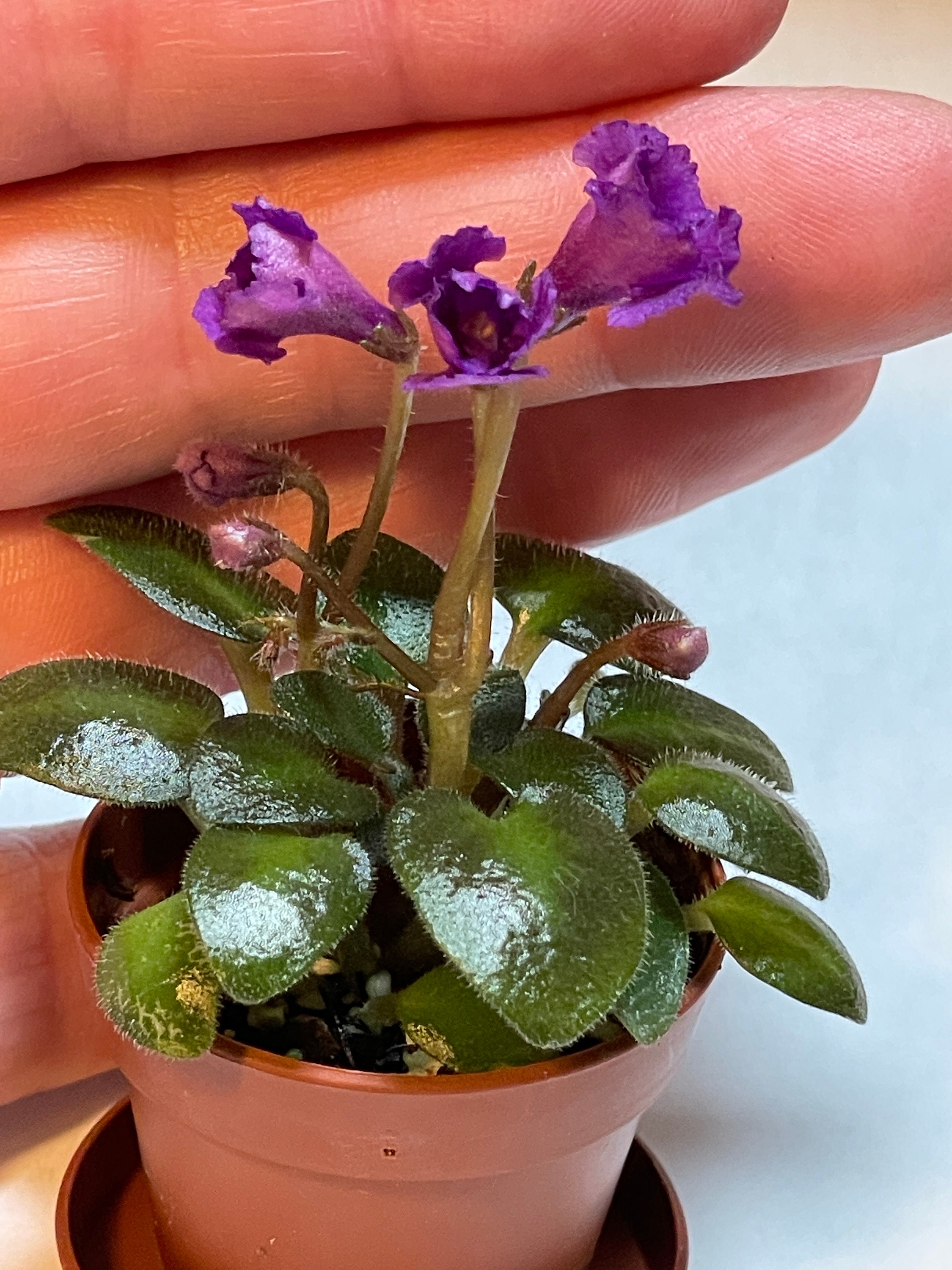 Micro Mini African Violet Lil' Periscope in Bud and Bloom 5/2/26